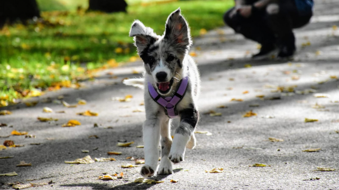 Welpenpaket „Ankommen & Aufwachsen“